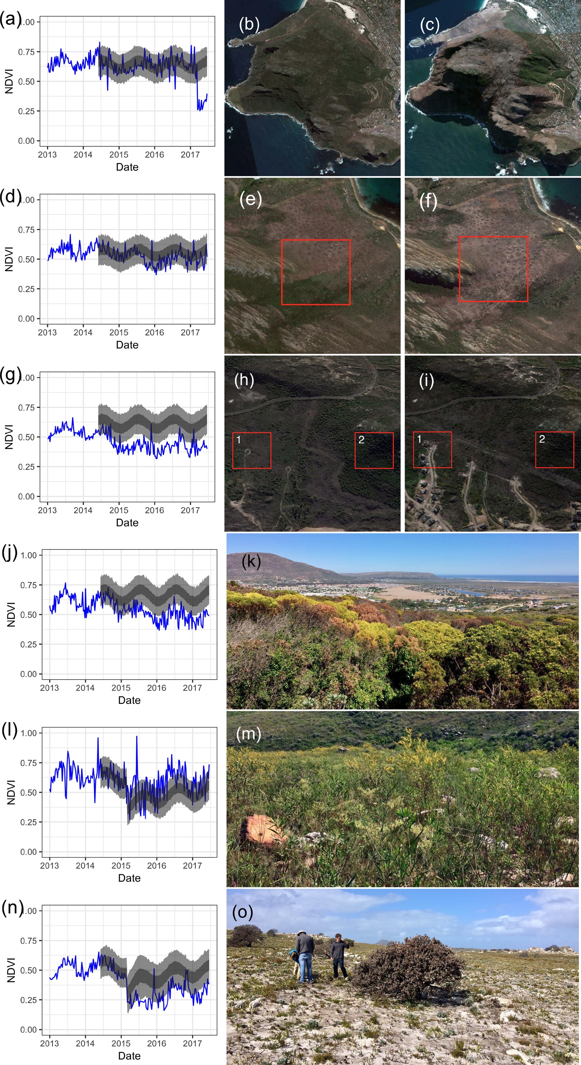 Examples of changes detected by @Slingsby2020. Postfire recovery curves (a, d, g, j, l, n) show the model predictions (dark grey $=$ 50% Confidence Interval, light grey $=$ 95% Confidence Interval) and observed MODIS NDVI signal (blue line) for different impacts. Satellite images and ground photos allow for diagnosis of detected anomalies, including fire at Karbonkelberg (a-c), gradual clearing of alien vegetation at Miller's Point (d-f), clearing of indigenous vegetation for a housing development near Silvermine (g-i, labeled 1), high mortality in a dense stand of *Leucadendron coniferum* near Silvermine (h-k, labelled 2), a flush of alien Australian Port Jackson Willow (*Acacia saligna*) recruitment from seed at Silvermine triggered by fire (l, m), and retarded postfire vegetation recovery and high mortality of the large fire-resistant shrub *Mimetes fimbriifolius* due to drought near the Cape of Good Hope (n, o). Satellite imagery &copy; 2017 Planet Labs Inc.